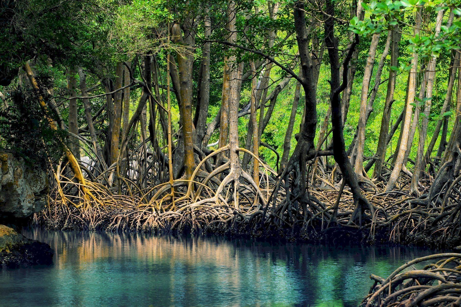 Tak Kalah dengan Pantai, Keindahan Hutan Mangrove Kulonprogo Bakal Memukaumu. Gambar : gramedia.com