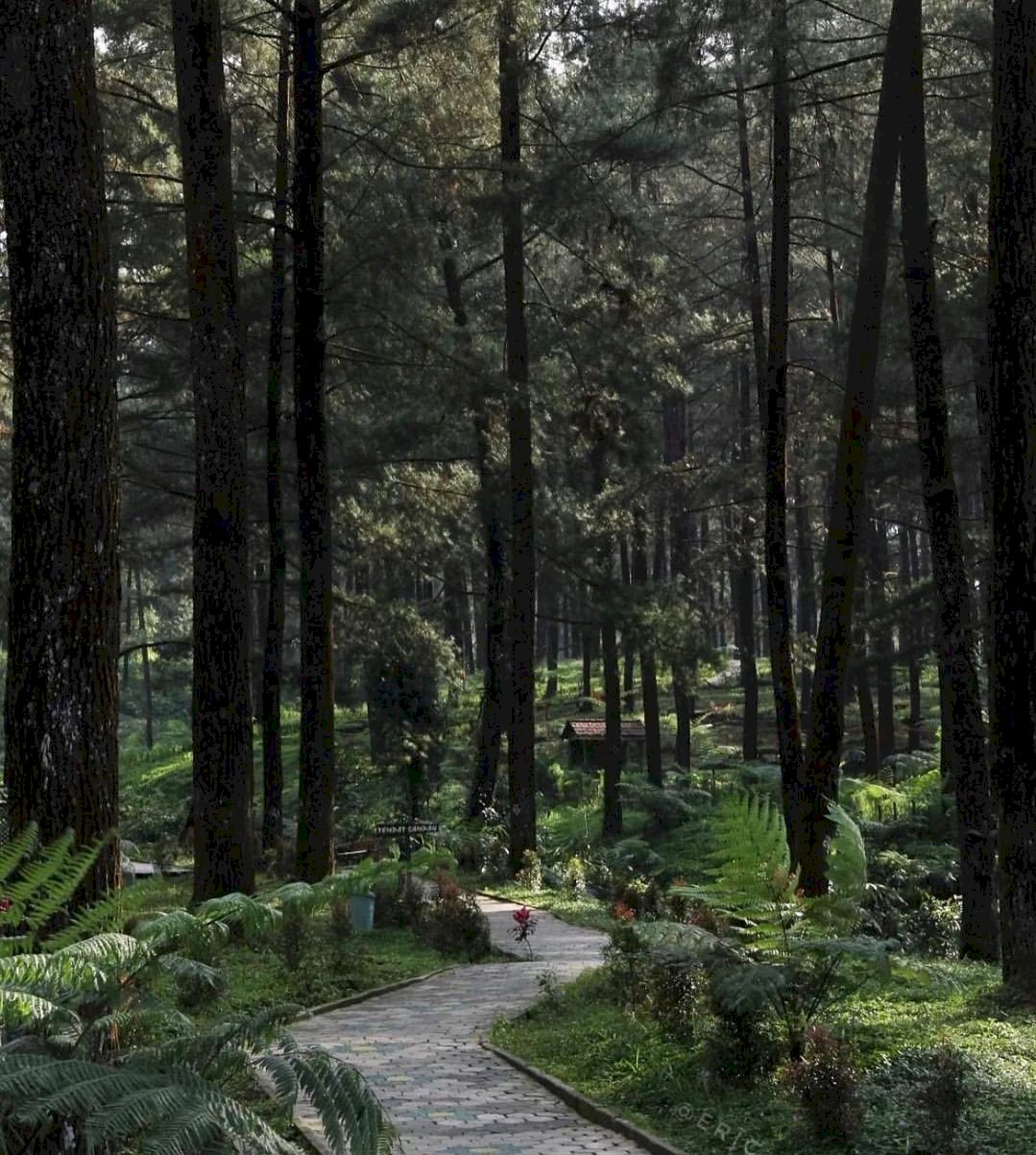 Info Harga Tiket Masuk Ke Tempat Wisata Hutan Pinus Pengger Bantul Jogja. Gambar : IG @eric_a.r