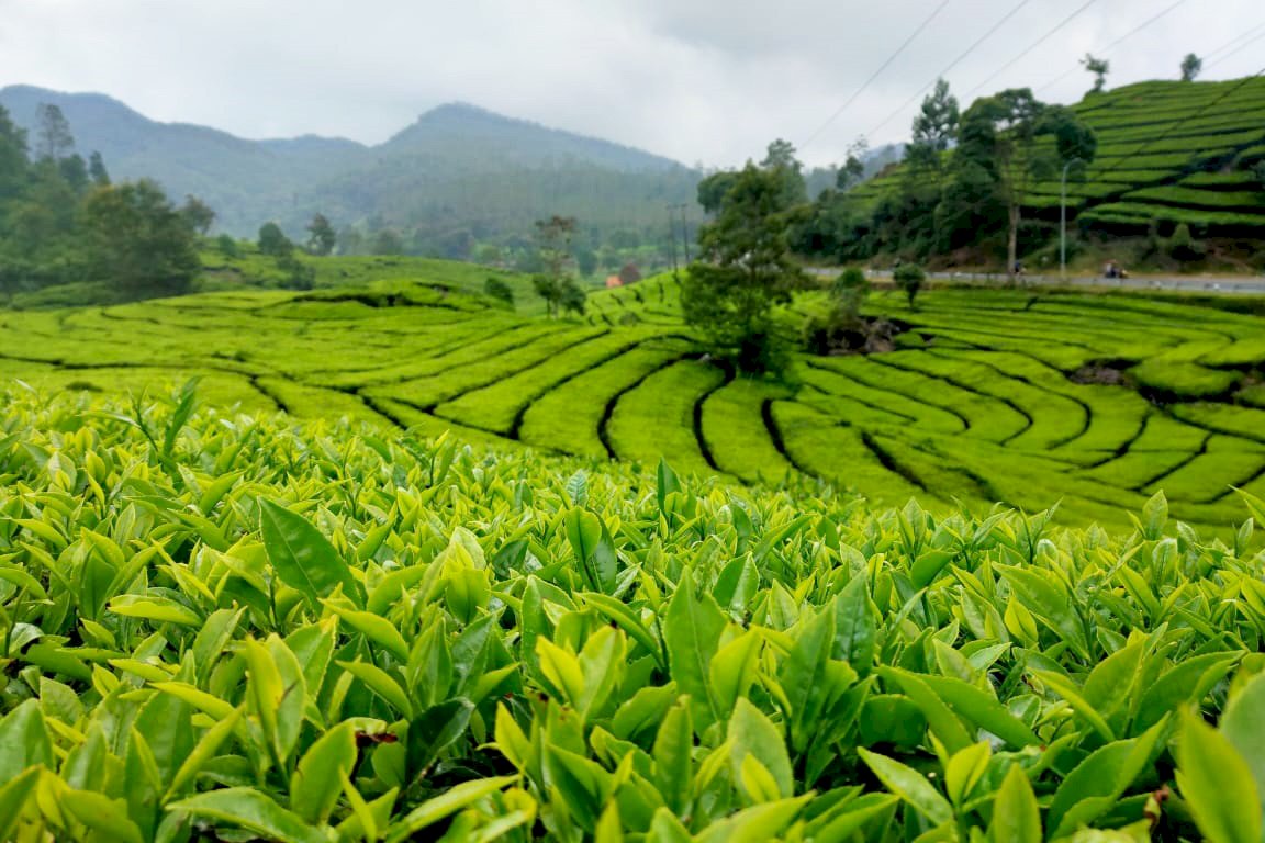 Wisata Kebun Buah di Jogja : Nikmati Udara Segar dan Bawa Pulang Hasilnya!. Gambar : sitimustiani.com