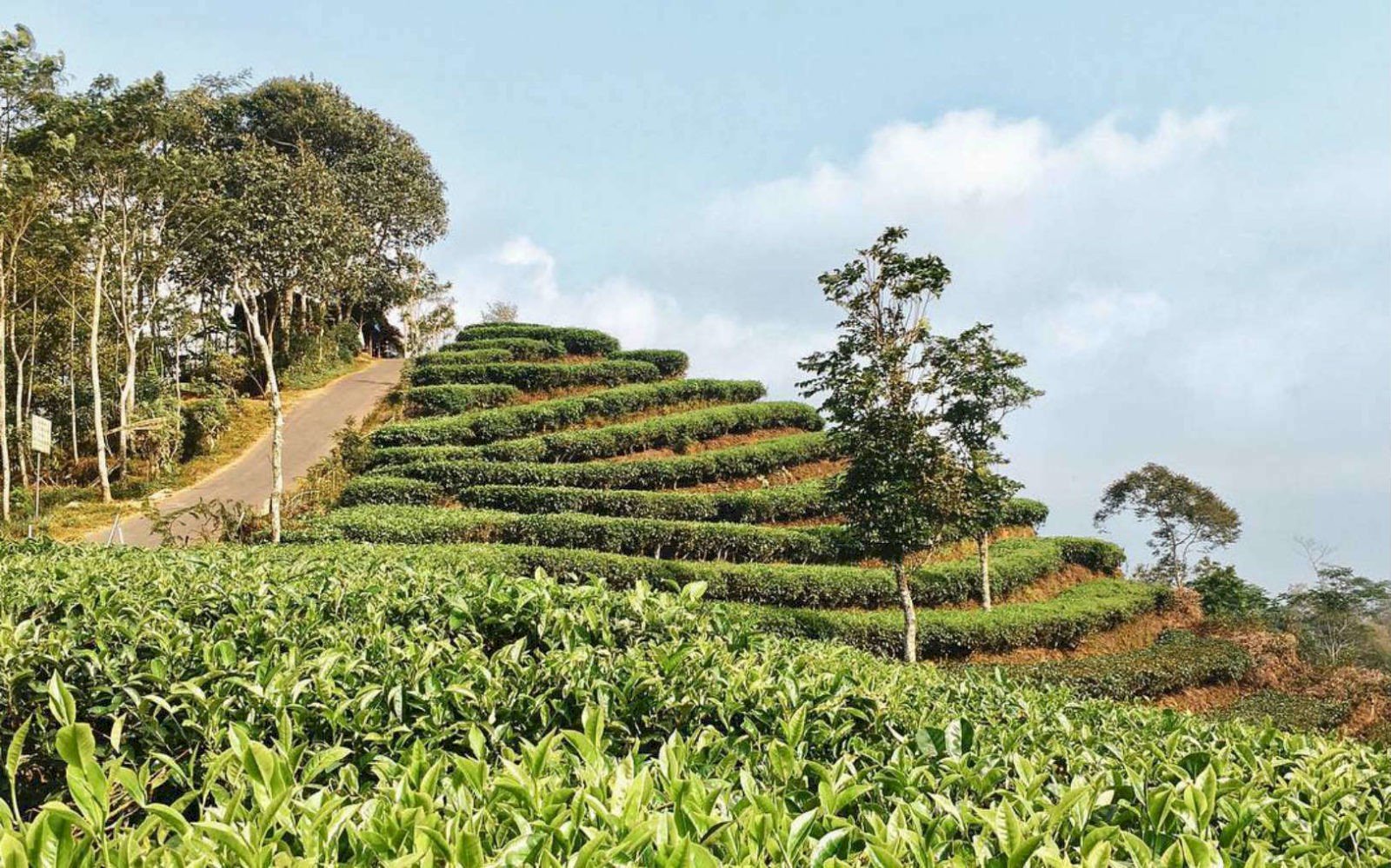 Keindahan Alam dan Petualangan di Kebun Teh Nglinggo: Surganya Agrowisata di Perbukitan Menoreh, Yogyakarta, dijogja.co Keindahan Alam dan Petualangan di Kebun Teh Nglinggo: Surganya Agrowisata di Perbukitan Menoreh, Yogyakarta, dijogja.co. Keindahan Alam dan Petualangan di Kebun Teh Nglinggo: Surganya Agrowisata di Perbukitan Menoreh, Yogyakarta.